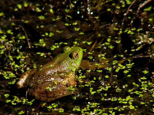 カエル