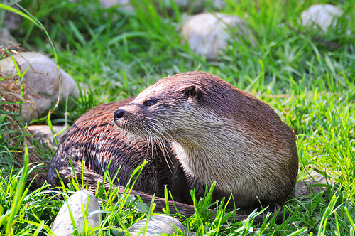 カワウソ