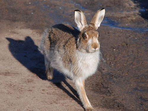 ノウサギ