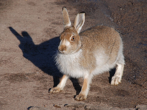 ノウサギ