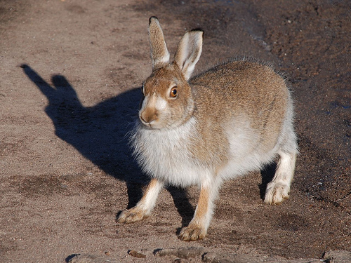 ノウサギ